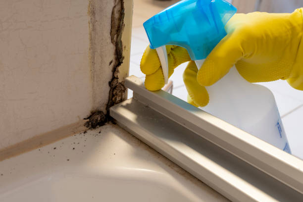 Best Residential Mold Remediation in Franklin, NH